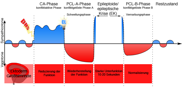 2phasigkeit ektoderm großhirnrinde funktion