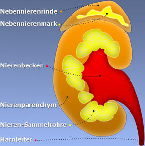 niere nierensammelrohre nebennierenrinde nebennierenmark harnleiter nierenparenchym nierenbecken