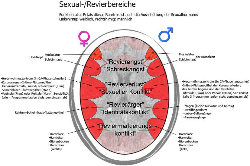 revierbereiche sexualbereiche relais organe zuordnung steuerung