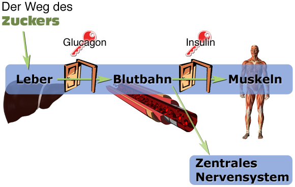 zucker glucagon insulin leber blut muskeln